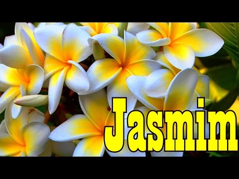 Vídeo: Jasmim (arbusto): foto, plantio, cuidado, reprodução