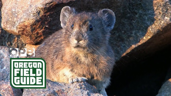 頑張れ エゾナキウサギ He Can Do His Best Pika Youtube
