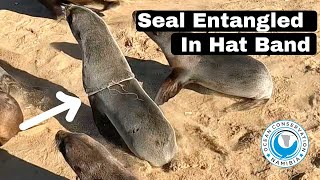 Seal Entangled In Hat Band