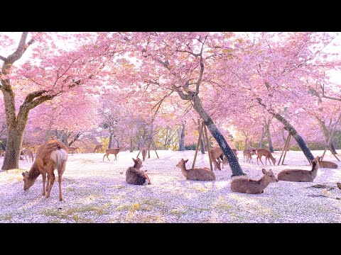 【奈良公園の鹿と桜】Deer and cherry blossoms in Nara Park