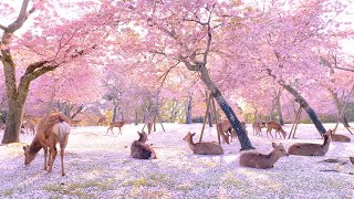 【奈良公園の鹿と桜】Deer and cherry blossoms in Nara Park