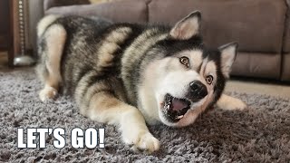 Husky Chaos Begins! He’s Out Of Control! by Jodie Boo 84,455 views 4 months ago 15 minutes