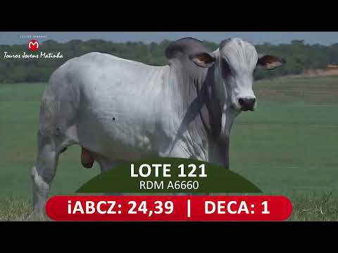 LOTE 121