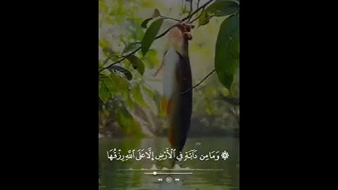 تلاوة رائعة للشيخ محمد صدّيق المنشاوي من سورة هود - الآية 6