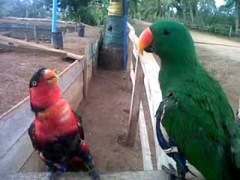 Burung Nuri Vs Burung Kakak Tua Youtube