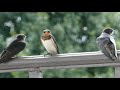 Baby swallows in HD and slow motion