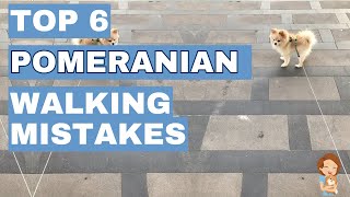 6 Common Pomeranian Walking Mistakes You Should Avoid