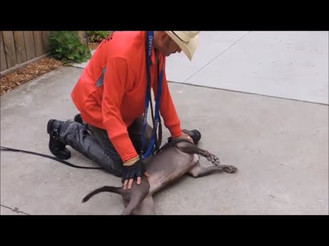 Video: Tyske Shepherd Puppy Bite Inhibition Games