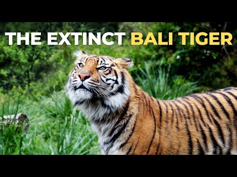 Video: Balinese tiger is an extinct subspecies