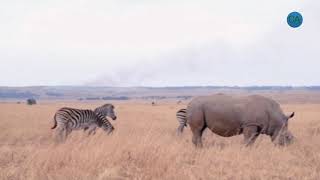 Warthog And Zebra Eating Gr