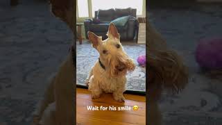 Sweet baby Wyatt . #dog #cute #scottishterrier #shorts #short #dogoftheday #smile