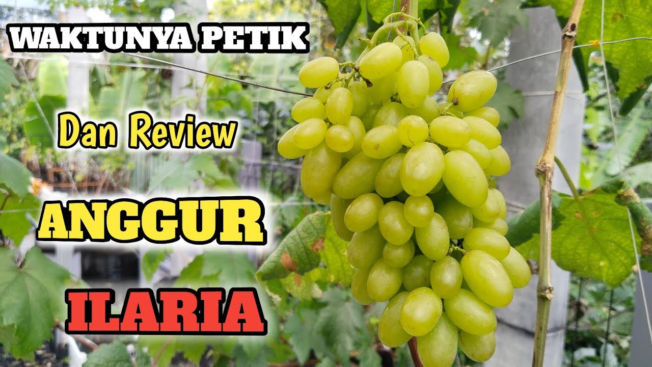 Anggur Ilaria Enak Banget Loh...!!! Cruncy Buah Padat & Manis Ada Rasa Apelnya