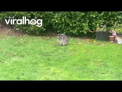 Jimothy the Raccoon Caught on Camera Jumping for Joy || ViralHog
