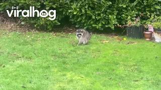 Information Jimothy the Raccoon Caught on Camera Jumping for Joy || ViralHog News
