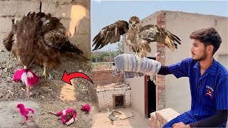 Eagle On Colourfull Chicks😰|| Pet House ma Big Eagle Agea🥰|| Hammad pet house