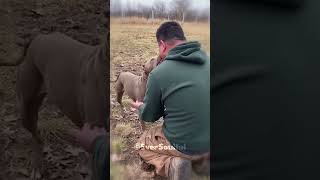Pit Bull Meets His Puppyhood Friend Again