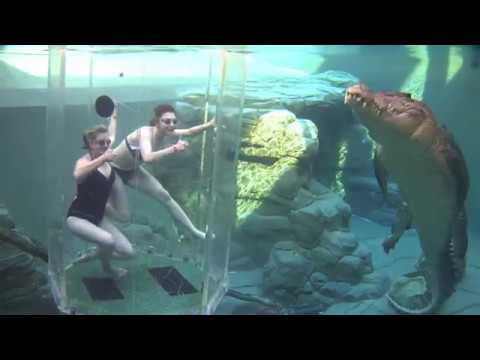 girls like you Crocodile swim pass sexy bikini girls underwater