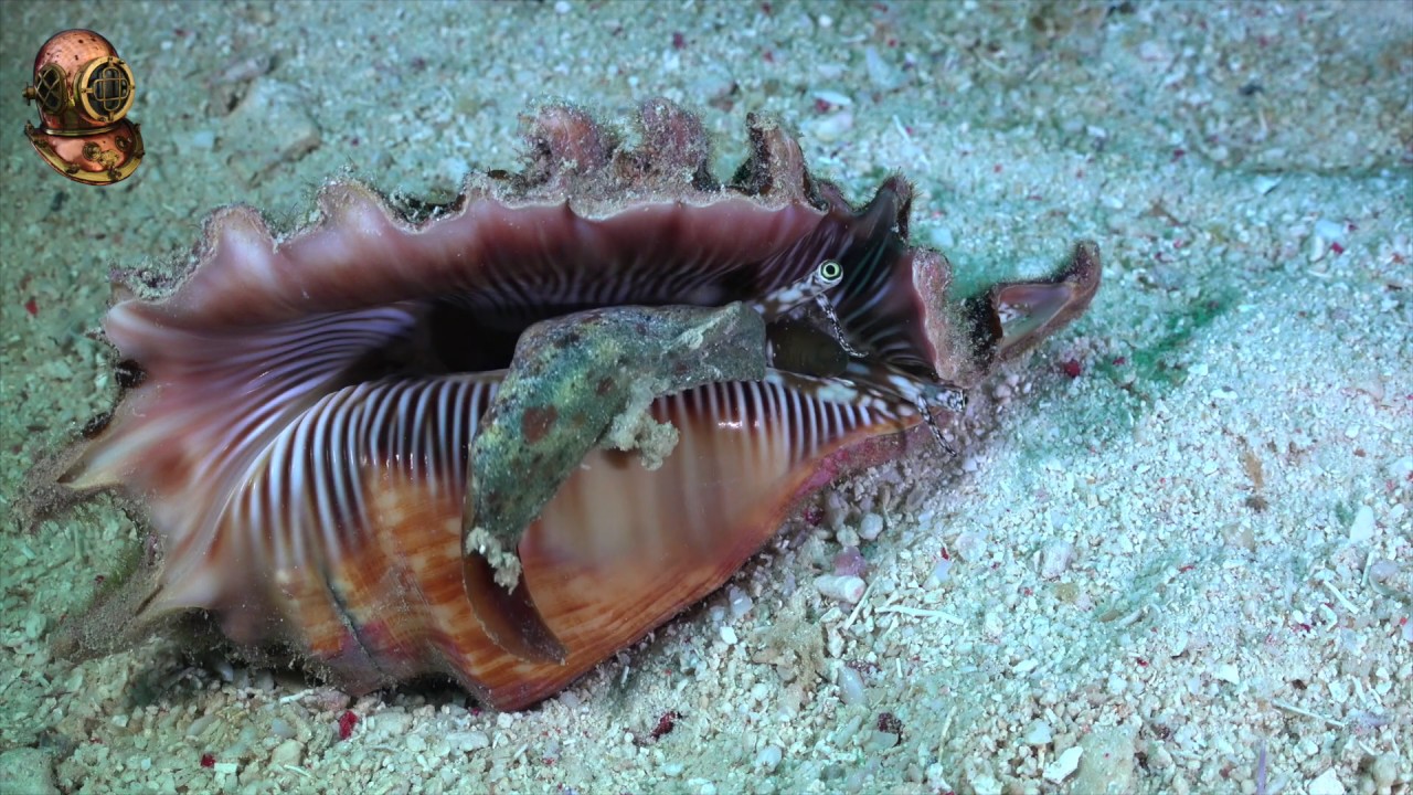 Moalboal Marine Life, Lambis Shell