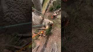 Famous The harmful effects of topping trees… Net Worth