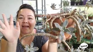 Propagating Succulents From Stems (Easy)