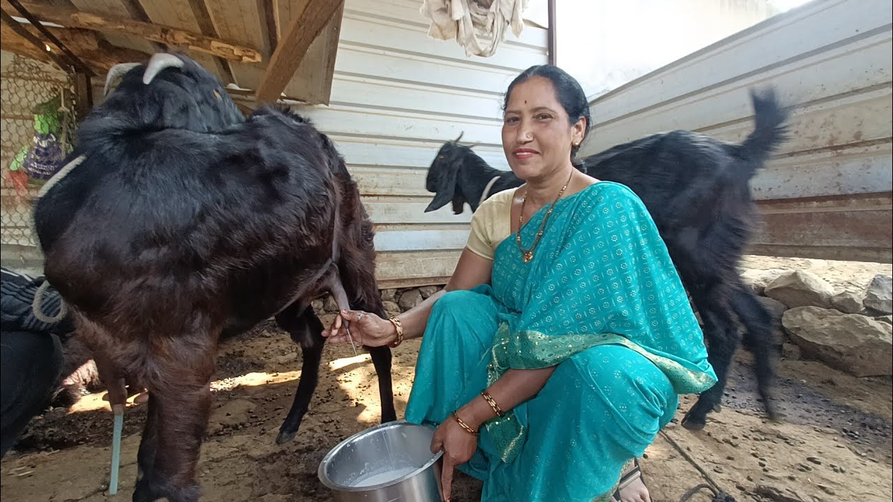 Nice morning goats milk milking by hands 🥰