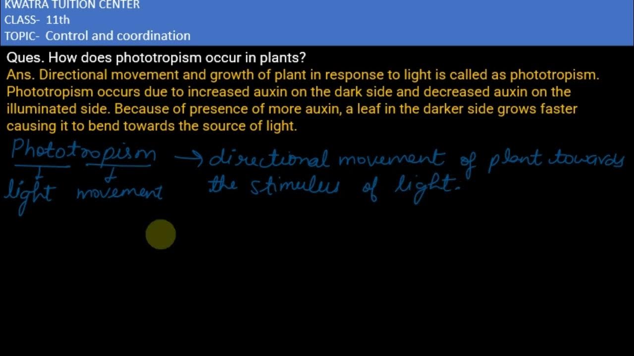 Where Does Cell Division And Differentiation Occur In Plants Where Does Cell Division And Differentiation Occur In Plants