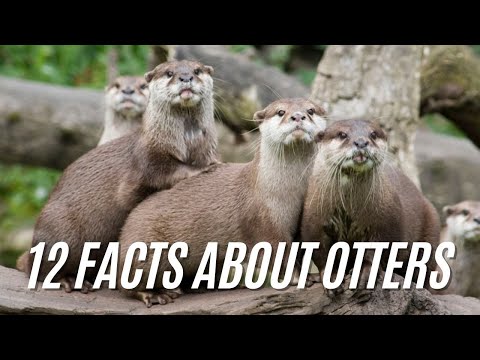 Video: Hoe slaap see-otters? See-otters: interessante feite