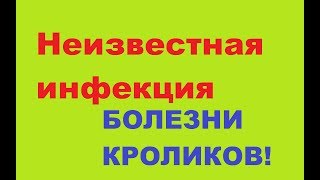 Неизвестная инфекция в хозяйстве. Кролики переболели. Неизвестная инфекция в хозяйстве. Кролики переболели.
