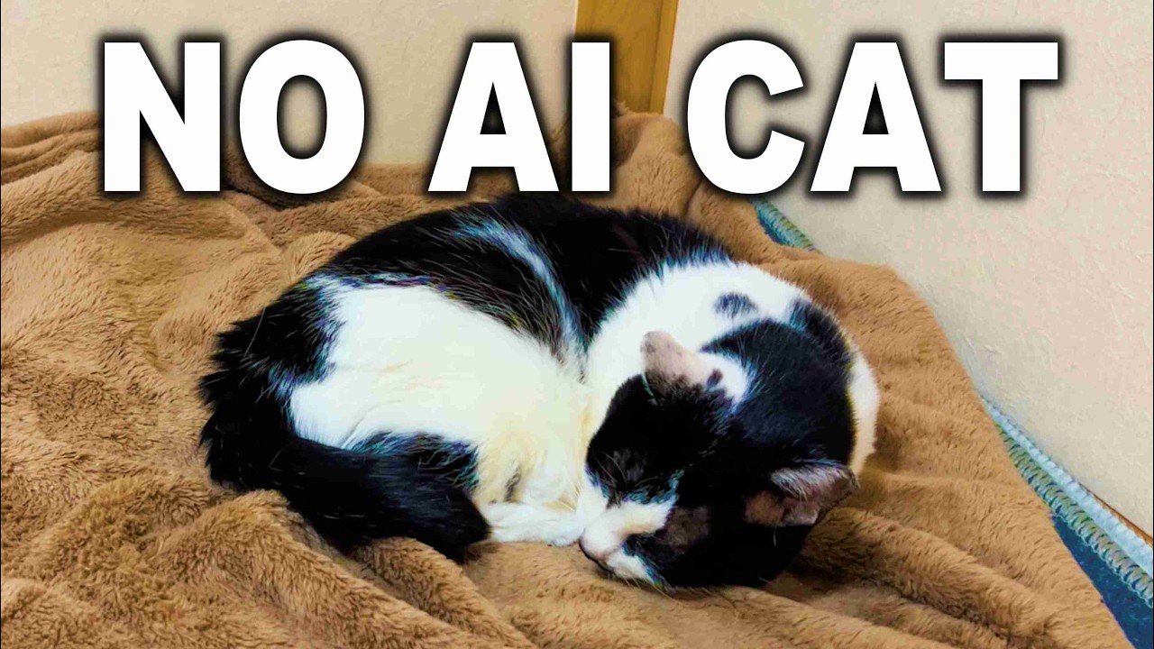 NO AI CAT 🐈️ Sleeping Cat Lofi · Cozy STUDY MUSIC for Focus