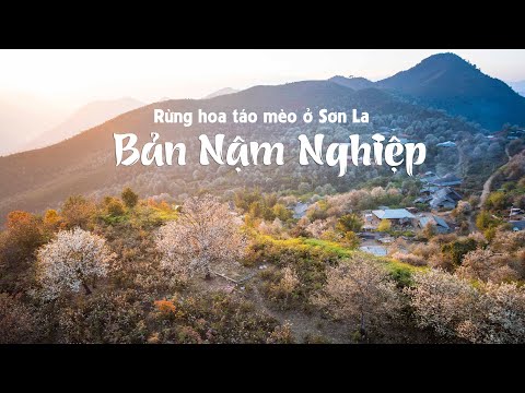 Ngất ngây rừng táo mèo đẹp như tiên cảnh ở bản Mông cao 2000m - Bản Nậm Nghiệp, Ngọc Chiến, Sơn La