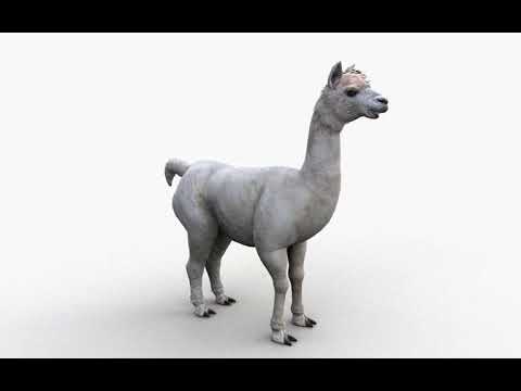 Alpaca 3D Model by Tomoplace