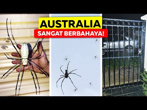 Inilah Alasan Terjelas Mengapa Australia Dianggap Sebagai Negara Paling Berbahaya Di Dunia! (Part 2)