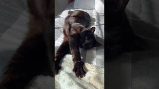 Snooky Afternoon Naptime #youtubeshorts #catshorts #fyp #cutecat #catvideos #catlife #cute #cat #pet