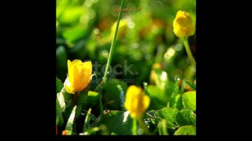 تلاوة مباركة من سورة ألفاتحة. ألشيخ رعد محمد ألكردي