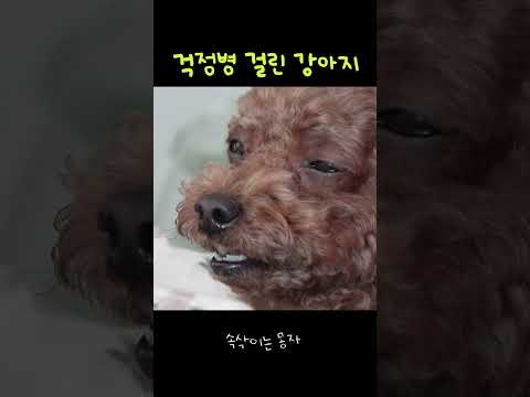 걱정병 강아지