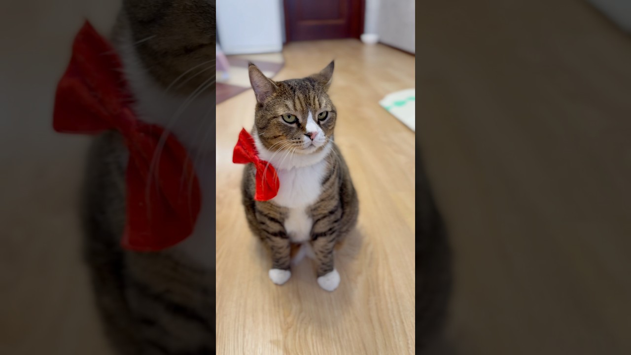 Коте котенок