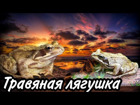 ТРАВЯНАЯ ЛЯГУШКА! ЛЯГУШКА! #лягушка, #лягушки, #ящерица