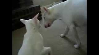 Bull Terrier attacking a cat