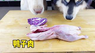 ASMR dog 今天狗狗吃紫包菜，生鴨子【咀嚼聲】