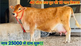 मात्र 25000 से दाम शुरू। 40 लीटर तक दूध की 10 गाय बिकाऊ। Sri Ganganagar Top Cows Available for sale