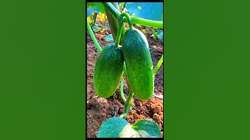 Growing Cucumber From Seed #timelapse #cucumber #shorts #farming #garden @farmya