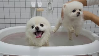 Bubbles?? This puppy farted in her bath LOL