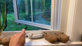 Window over the sink ideas! Casement vs Awning.