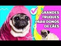 5 Ideias de brinquedos de cachorro fáceis de fazer em casa