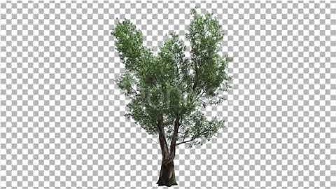 Red Gum Doubled Trunk Tree Green Leaves Tree | Motion Graphics - Envato elements