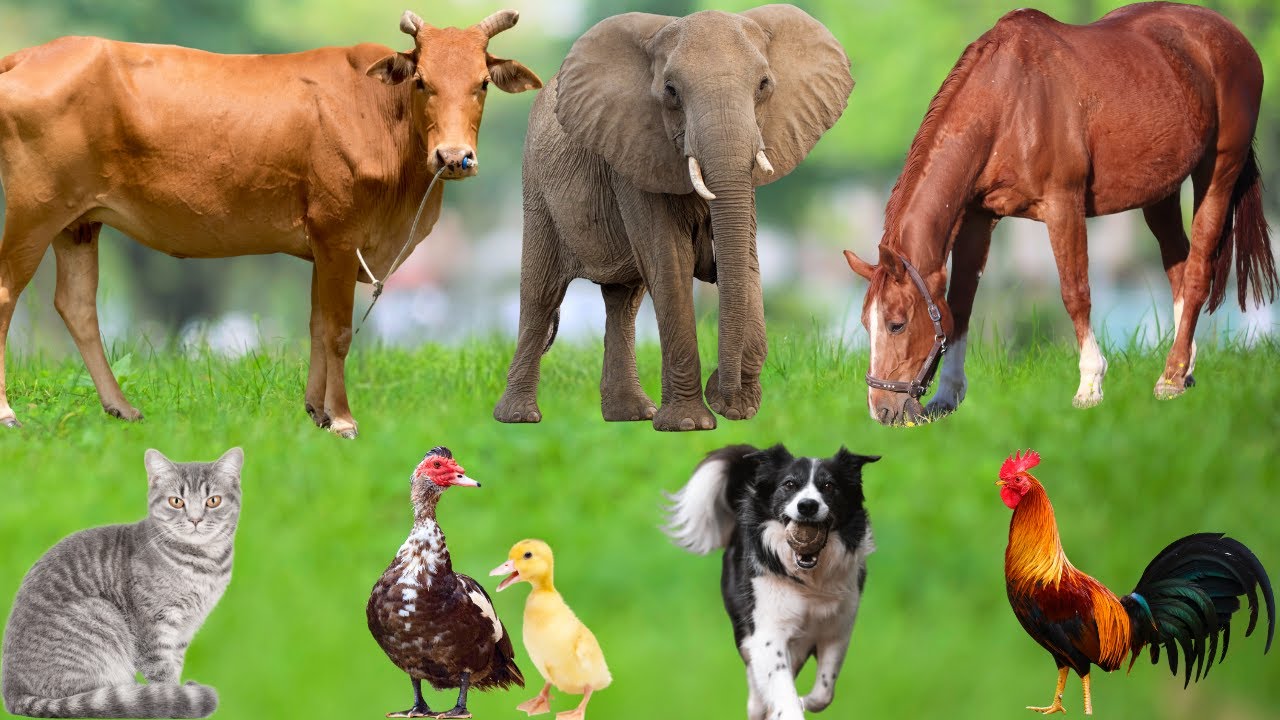 ⁣Farm Animal Habitats: Monkey, Cow, Elephant, Horse, Dog, Chicken, Cat, Mouse –Learning About Animals