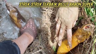 STREK-STREK TERBAIK SAAT MENDAPATKAN BELUT SUPER BABON_BEST EEL FISHING