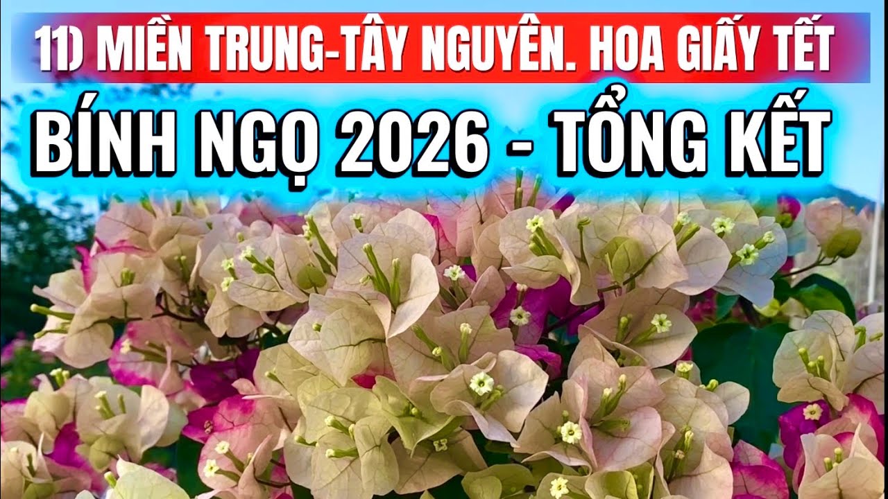 11) MIỀN TRUNG-TÂY NGUYÊN  hoa giấy Tết Bính Ngọ 2026. Video tổng kết 