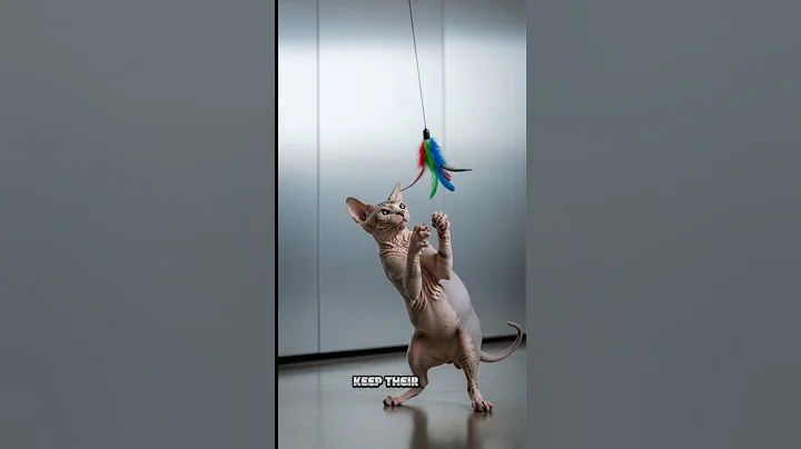 Video 10405551: sphynx cat funny hairless, sphynx catlover cute pets, sphynx cat facts, sphynx cat fun, sphynx cat meets, beautiful sphynx cat, love hairless