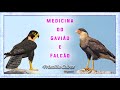 Medicina do Falcão e Gavião (com meditação)